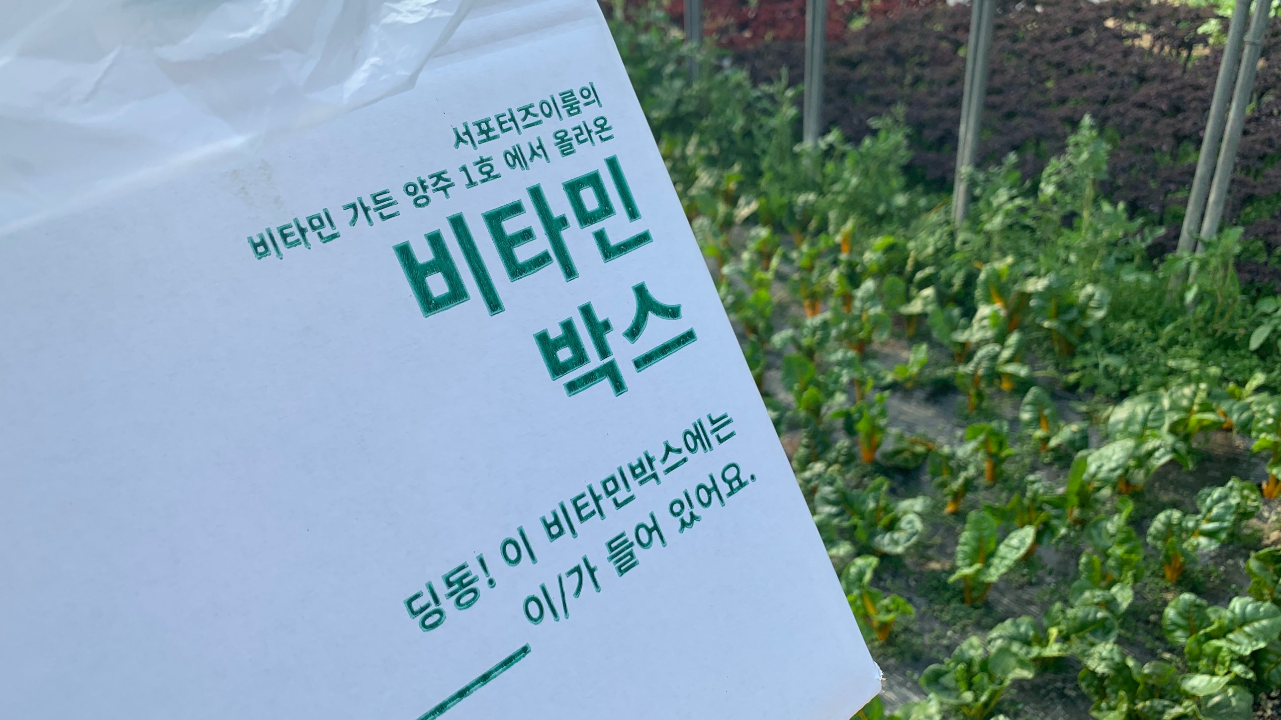 Vitamin Box care package printed with 비타민 박스 label, set beside a leafy vegetable garden
